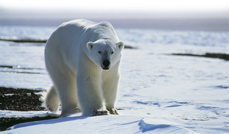 World Wildlife Fund chooses Alloy to save polar bears